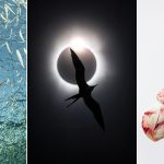 Once-in-a-Lifetime Bird in Flight Eclipse Photo Wins Bird Photographer of the Year